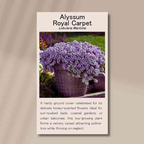 royal-carpet-back Royal carpet back
