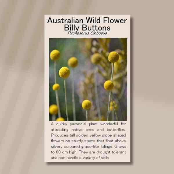 billy-buttons-front billy-buttons-front