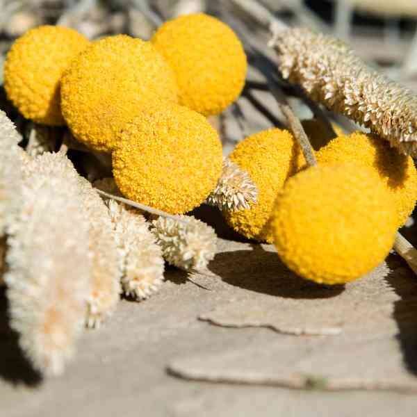 billy-buttons-seeds-2 billy-buttons-seeds-2