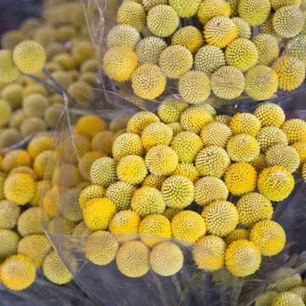 billy-buttons-seeds-3 billy-buttons-seeds-3