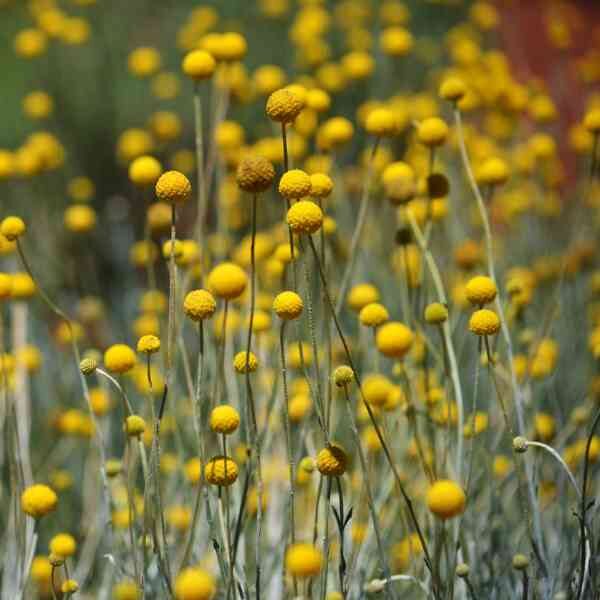 billy-buttons-seeds-5 billy-buttons-seeds-5