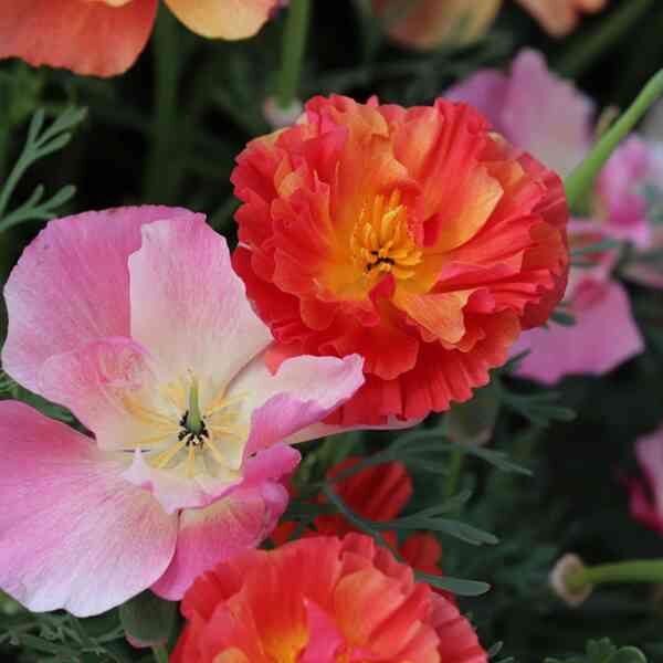 california-poppy-ballerina-mix-seeds-1 california-poppy-ballerina-mix-seeds-1