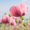 california-poppy-ballerina-mix-seeds-2