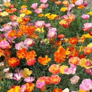 A meadow of California Poppy in shades of oranges and pinks