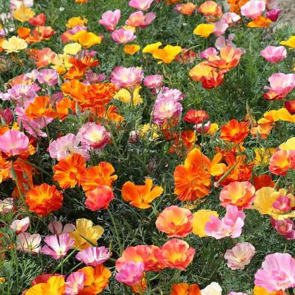 A meadow of California Poppy in shades of oranges and pinks