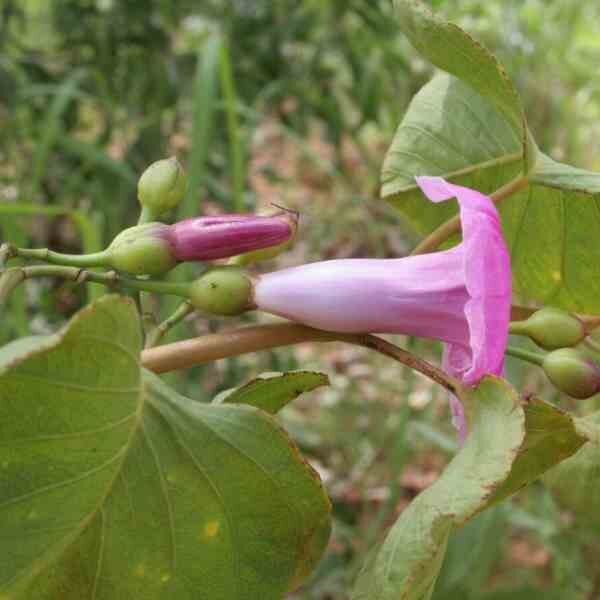 desert-yam-seeds-3 desert-yam-seeds-3