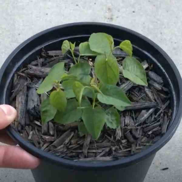 desert-yam-seeds-4 (1) desert-yam-seeds-4 (1)