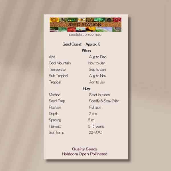 quandong-back quandong-back