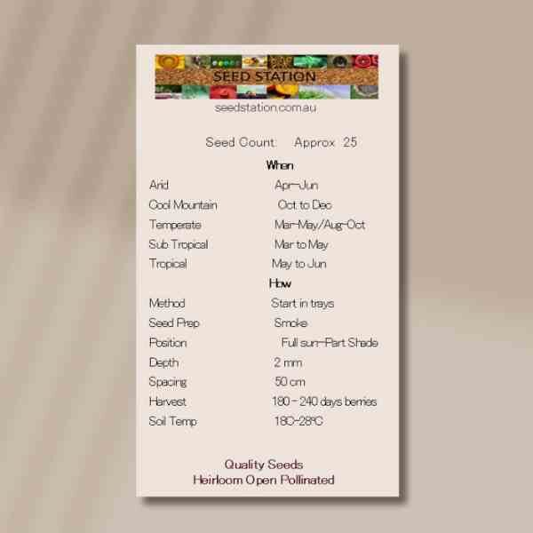 ruby-salt-bush-back-4 ruby-salt-bush-back-4