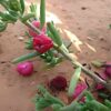 Section of a ruby salt bush plant with red ripened berries