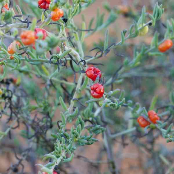 ruby salt bush seeds 3
