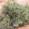 ruby-salt-bush-seeds-4