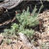 ruby-salt-bush-seeds-5