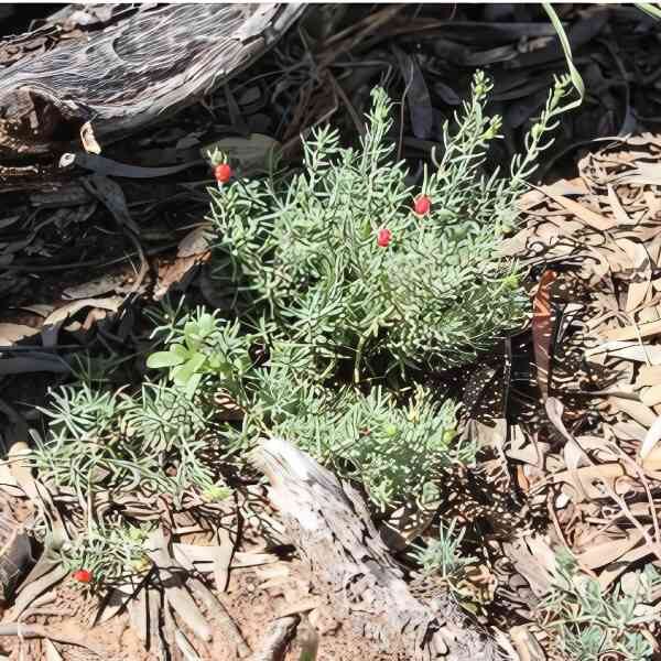 ruby-salt-bush-seeds-5 ruby-salt-bush-seeds-5