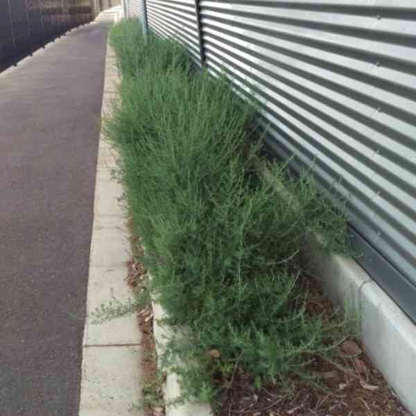 ruby-salt-bush-seeds-6 ruby-salt-bush-seeds-6