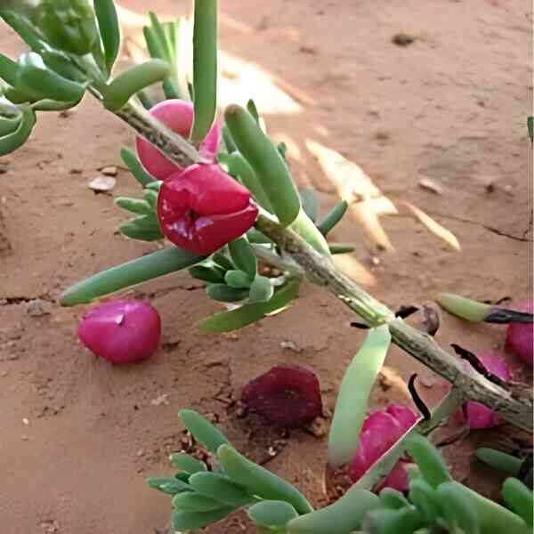 Section of a ruby salt bush plant with red ripened berries