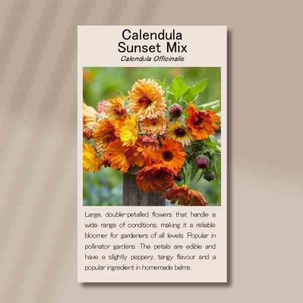 calendula-sunset-mix-front calendula-sunset-mix-front