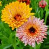 calendula-sunset-mix-seeds-4