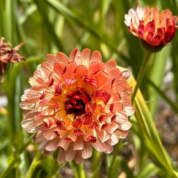 calendula-sunset-mix-seeds-5 calendula-sunset-mix-seeds-5