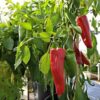 capsicum-marconi-red-seeds=2
