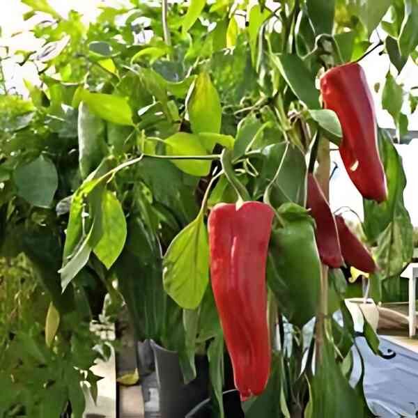 capsicum-marconi-red-seeds=2 capsicum-marconi-red-seeds=2