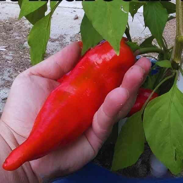 capsicum-marconi-red-seeds=3 capsicum-marconi-red-seeds=3
