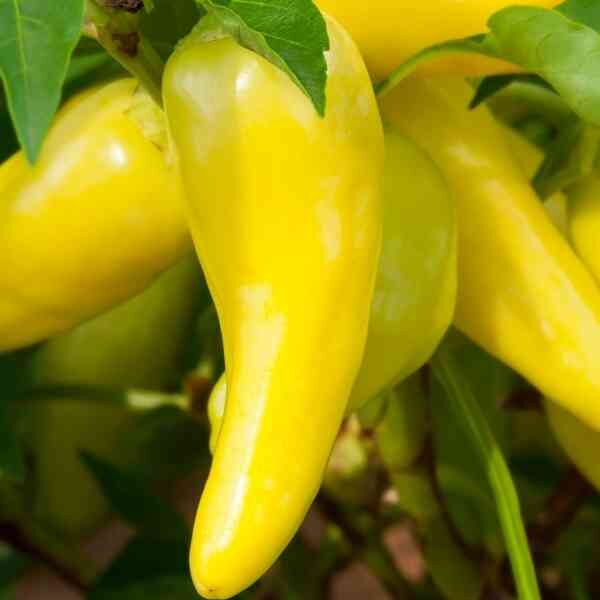 chilli-hungarian-hot-wax-seeds-2 chilli-hungarian-hot-wax-seeds-2