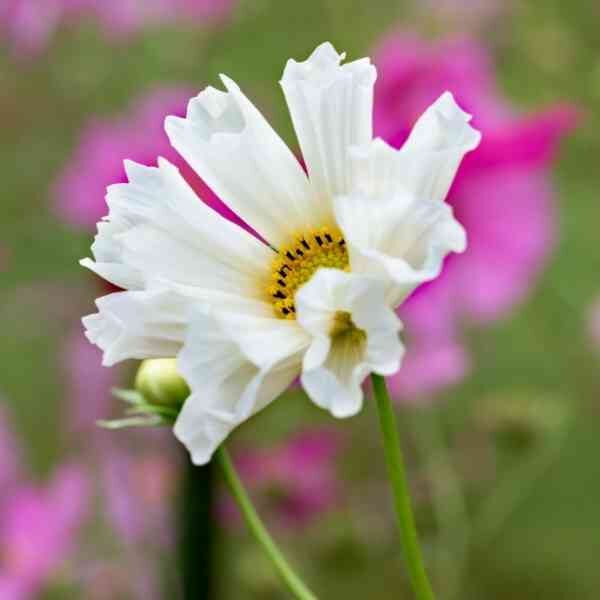 cosmos-seashells-mix-2