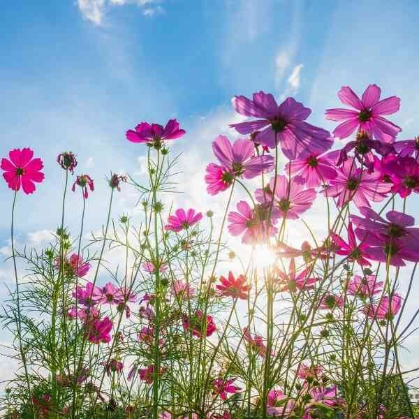 cosmos-seashells-mix-3 cosmos-seashells-mix-3