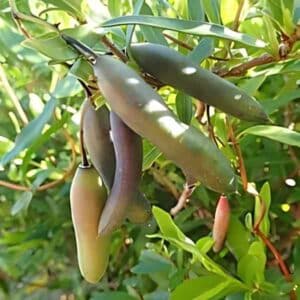 native-bluebell-seeds (1)