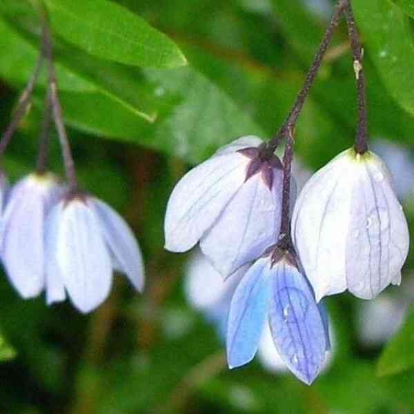 native-bluebell-seeds-2 native-bluebell-seeds-2