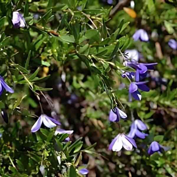 native-bluebell-seeds-3 native-bluebell-seeds-3