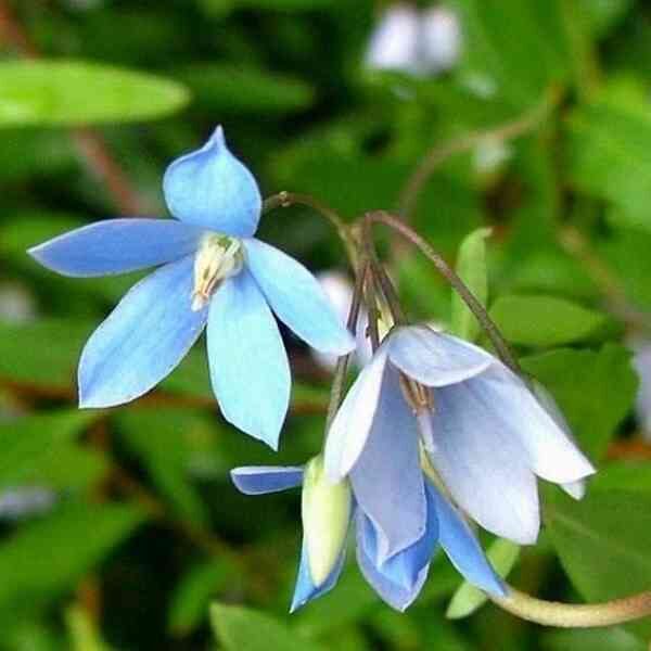native-bluebell-seeds