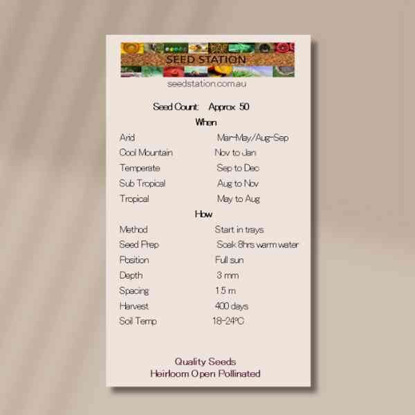 native-hibiscus-back native-hibiscus-back