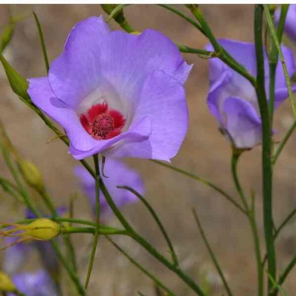 native-hibiscus-seed-1