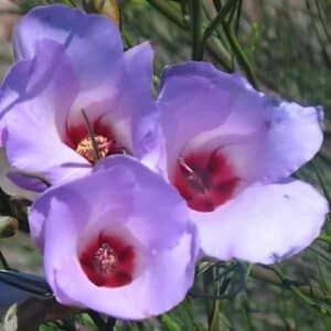 native-hibiscus-seed-2