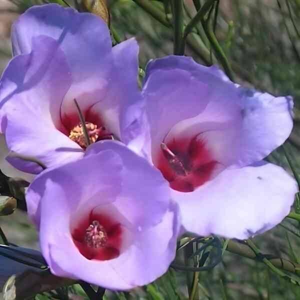 native-hibiscus-seed-2 native-hibiscus-seed-2