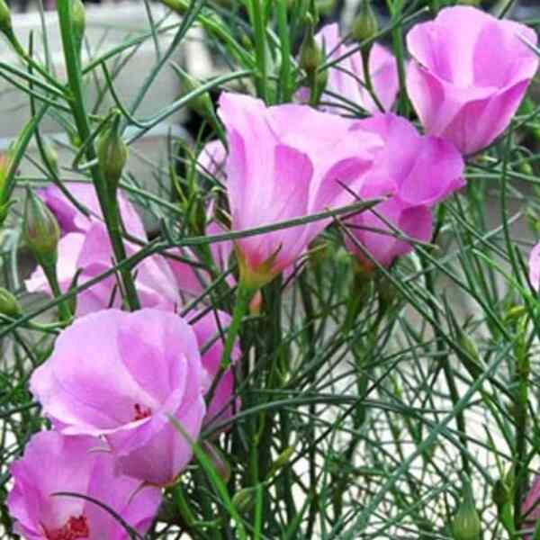 native-hibiscus-seed-3 native-hibiscus-seed-3