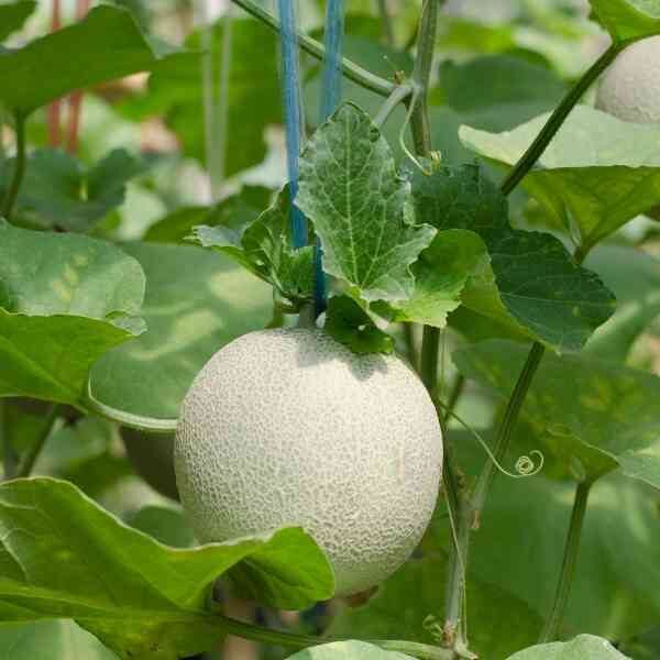 rock-melon-hales-best-seeds-2 rock-melon-hales-best-seeds-2