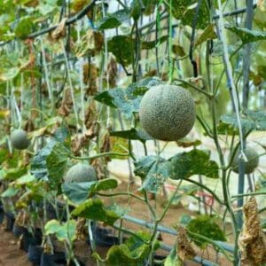 rock-melon-hales-best-seeds-4