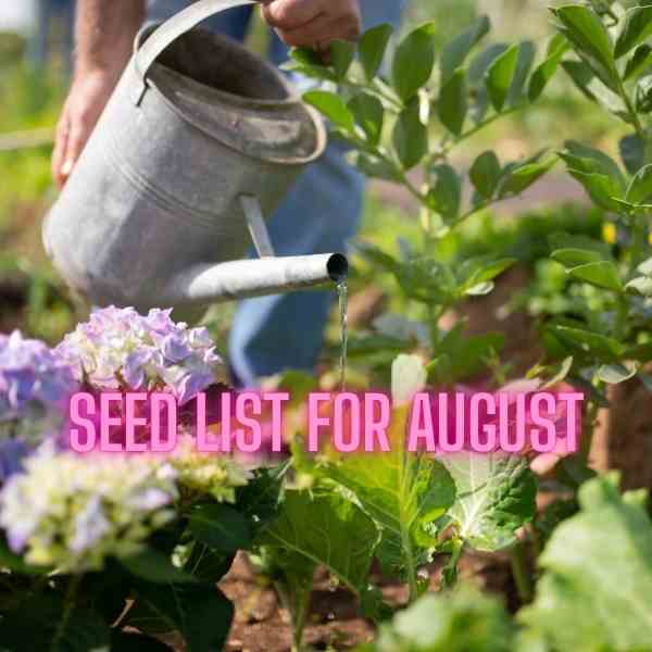 What Seeds to Plant in August