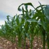 sweet-corn-legacy-seeds-1