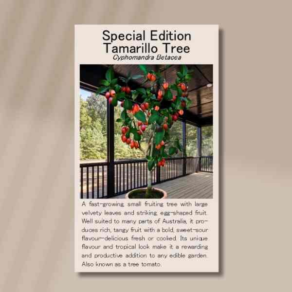 tamarillo-back tamarillo-back