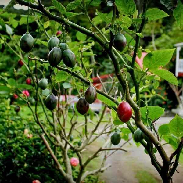 tamarillo-tree-seeds-6 (1) tamarillo-tree-seeds-6 (1)