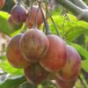 tamarillo-tree-seeds-7