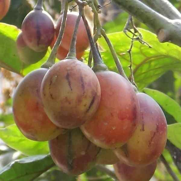 tamarillo-tree-seeds-7 tamarillo-tree-seeds-7