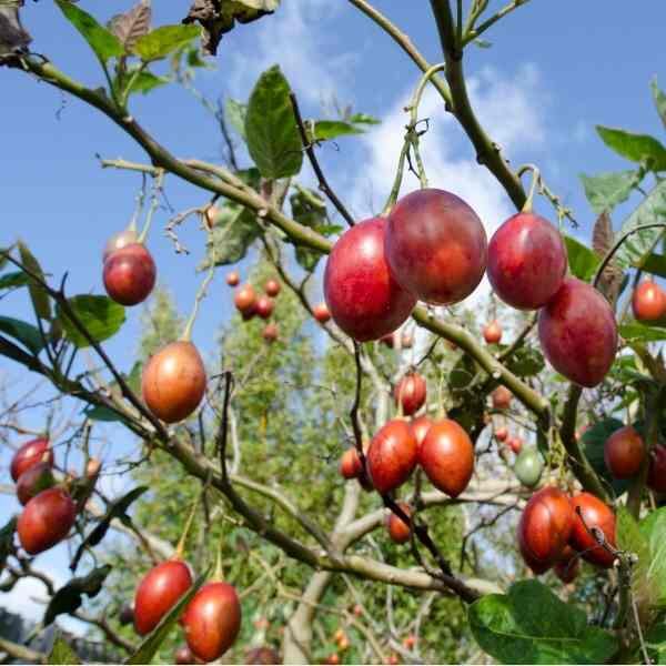tamarillo tree fruit hanging from branches of a tree
