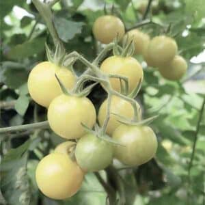 tomato-white-cherry-seeds-2