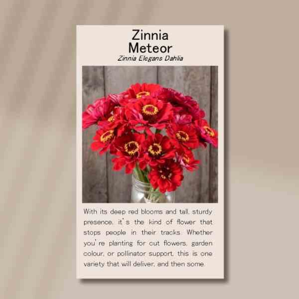 zinnia-meteor-front zinnia-meteor-front