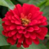 zinnia-meteor-seeds